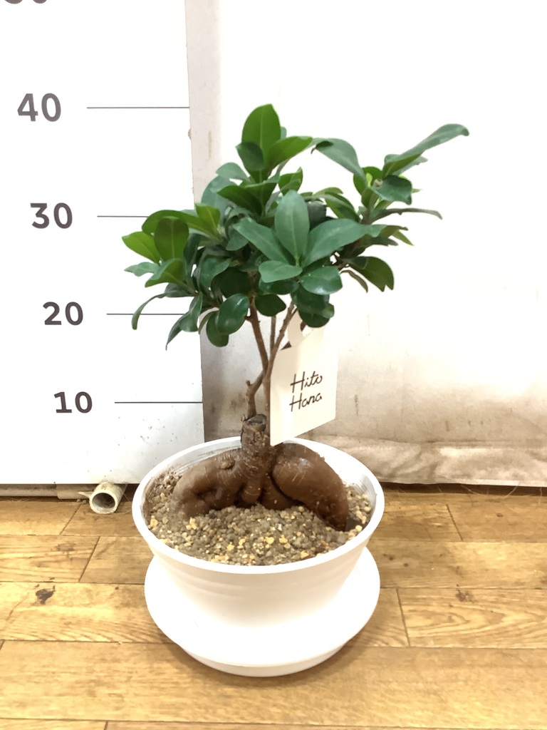 ガジュマル 7号 | 観葉植物通販HitoHana(ひとはな)