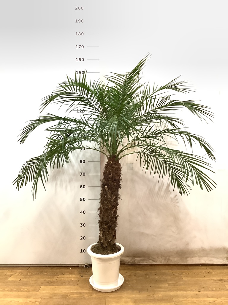 観葉植物 フェニックスロベレニー 8号 プラスチック鉢 | 観葉植物なら