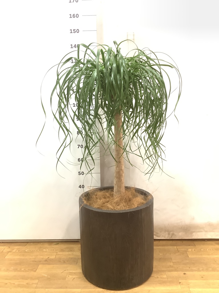 ボニーテール トックリラン　観葉植物 約1メートル 観葉植物 トックリラン ポニーテール 10号 ブリティッシュキューブ