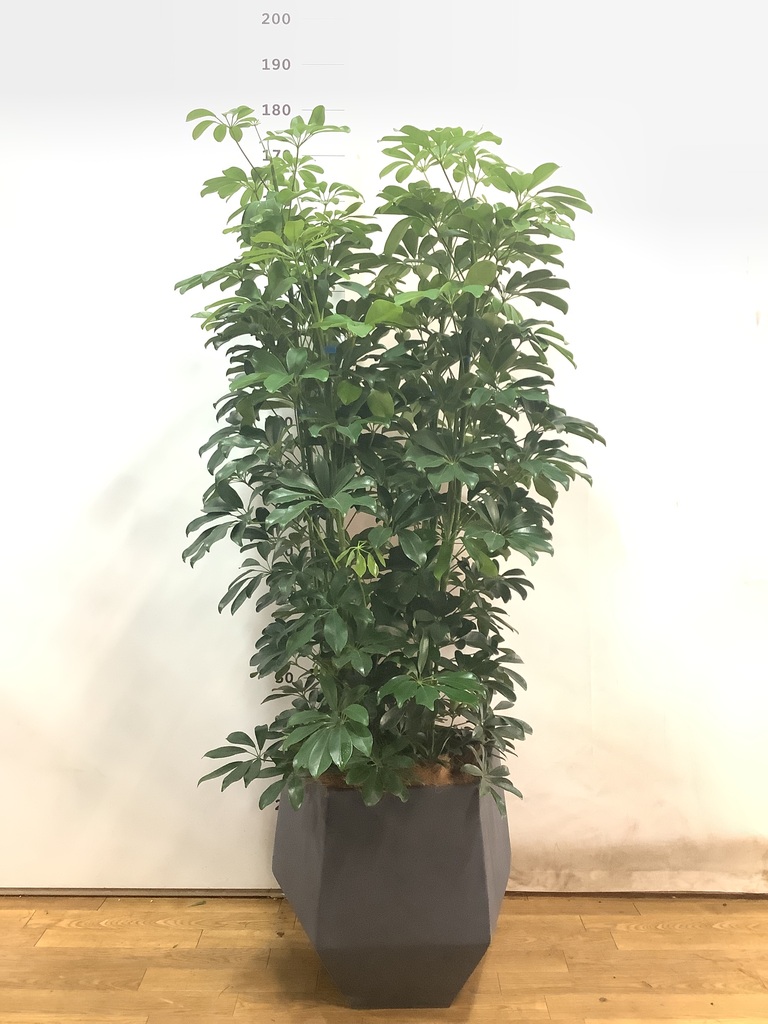 観葉植物 カポック（シェフレラ） 10号 ノーマル ファイバークレイGray