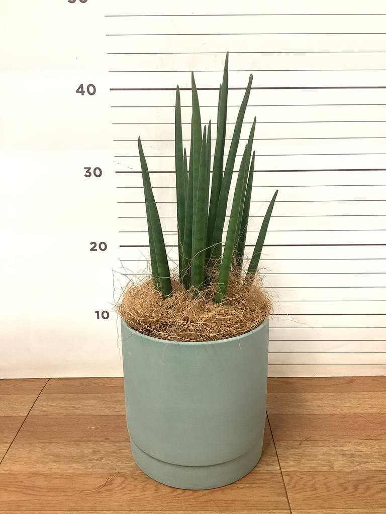 観葉植物 サンスベリア 4号 バキュラリス リア 青緑 M 付き