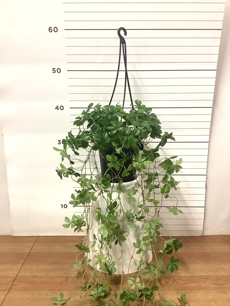 ハンギング植物 シュガーバイン 4号 プラスチック鉢 | 観葉植物