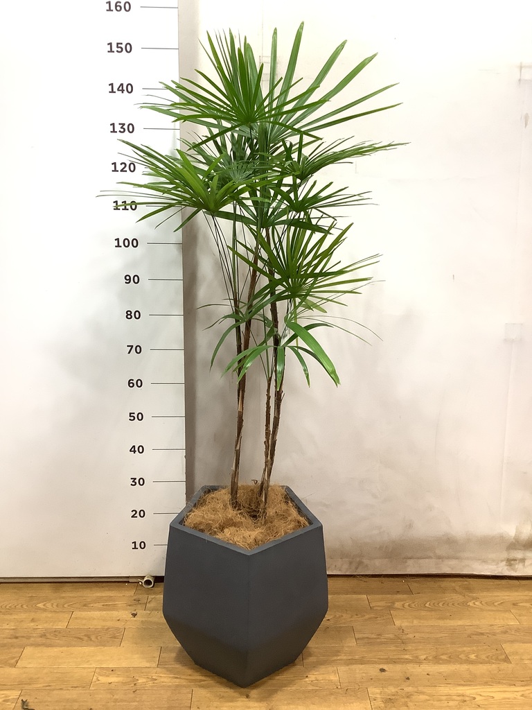観葉植物 シュロチク（棕櫚竹） 8号 ファイバークレイ Gray 付き