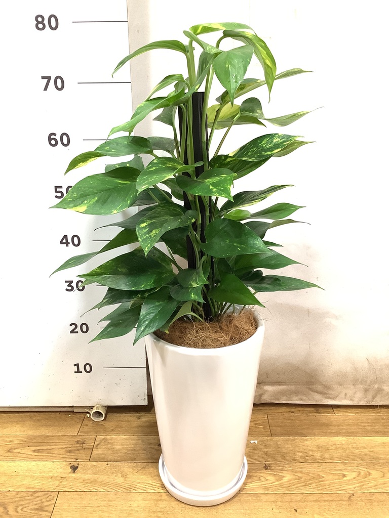 観葉植物 ポトス 6号 ラウンド 付き | 観葉植物ならHitoHana
