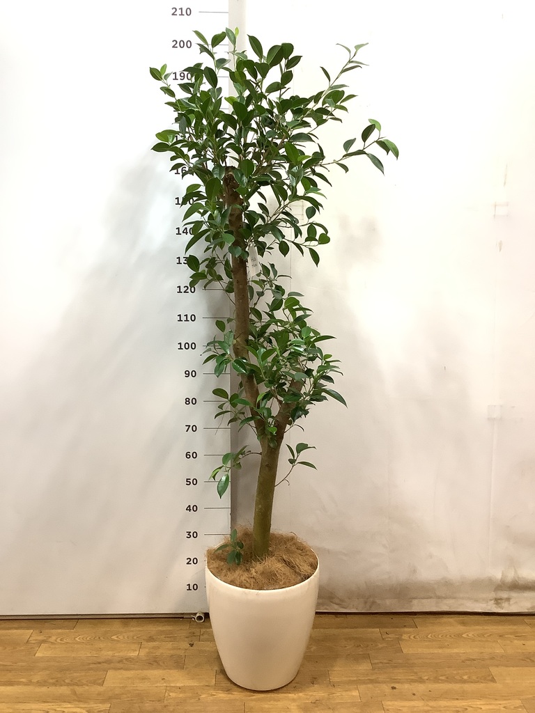 ガジュマル　10号約120cm 現品 ガジュマル 10号約120cm 現品 楽天市場】観葉植物 ガジュマル 10