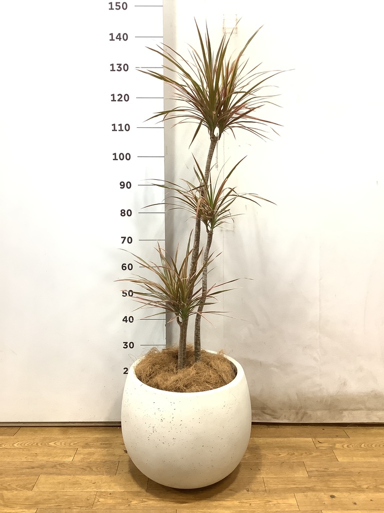 観葉植物 ドラセナ コンシンネ レインボー 8号 ストレート リブ