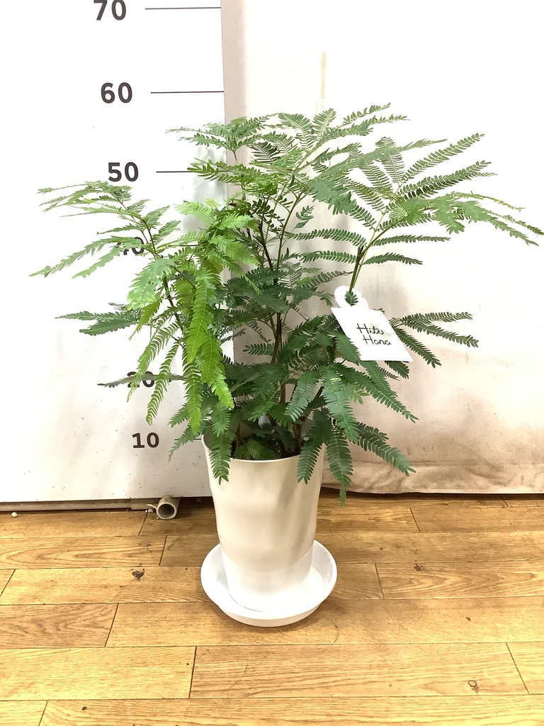 エバーフレッシュ 2 product-