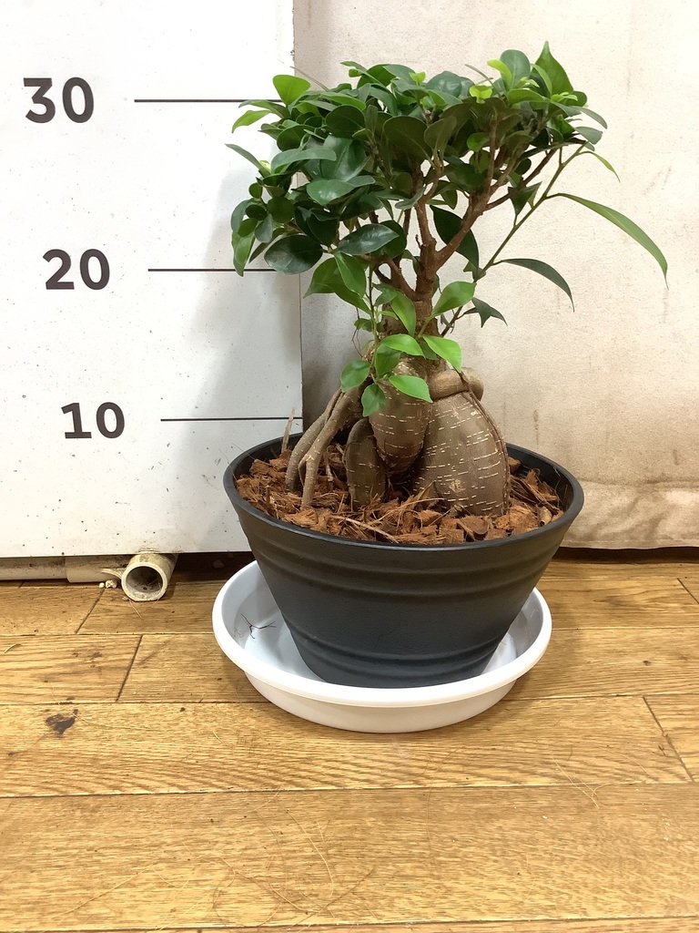 yt　ガジュマル 7号 2鉢セット 観葉植物 7号 ガジュマル」の人気商品一覧 | 安い商品を通販