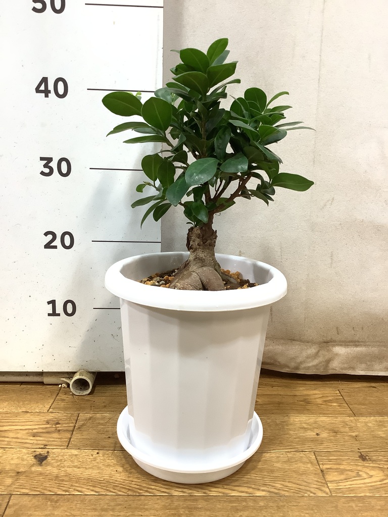 ガジュマル 7号 | 観葉植物通販HitoHana(ひとはな)