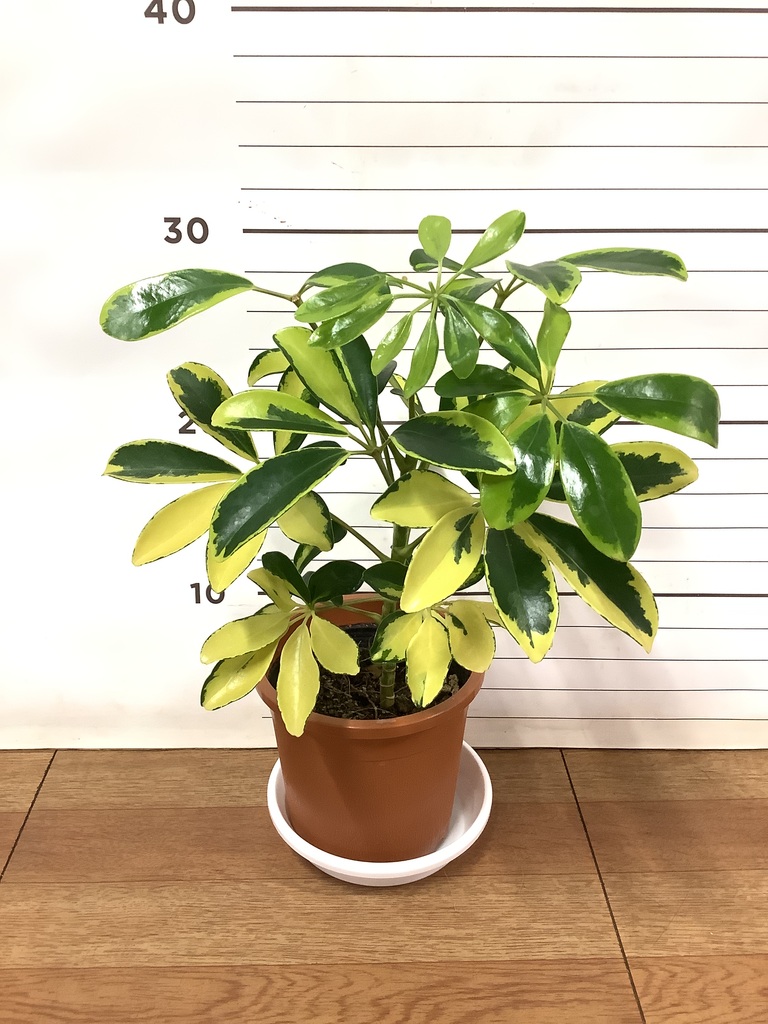 観葉植物 カポック（シェフレラ）4号 斑入り プラスチック鉢 | 観葉