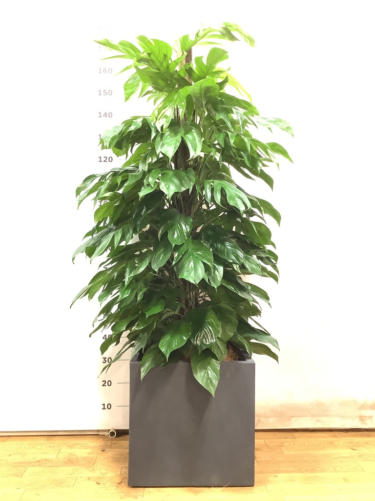 その他観葉植物 3104 観葉植物 マングーカズラ 10号 木柱 プラスチック鉢 | 観葉植物