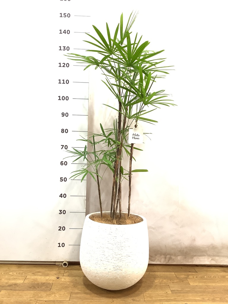観葉植物 シュロチク（棕櫚竹） 8号 エコストーンwhite 付き | 観葉