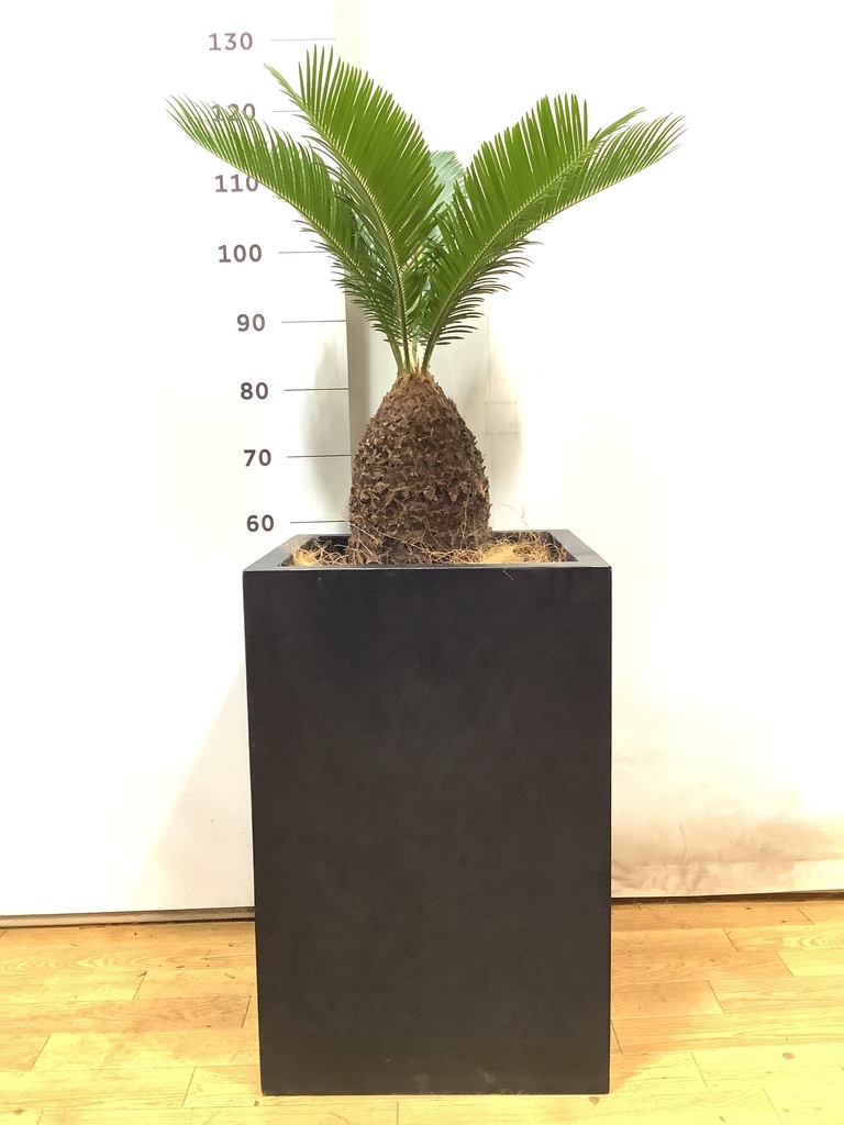 A*9様 ドラセナ　約120cm ソテツの寄せ植え付き A*9様 ドラセナ 約120cm ソテツの寄せ植え付き - メルカリ