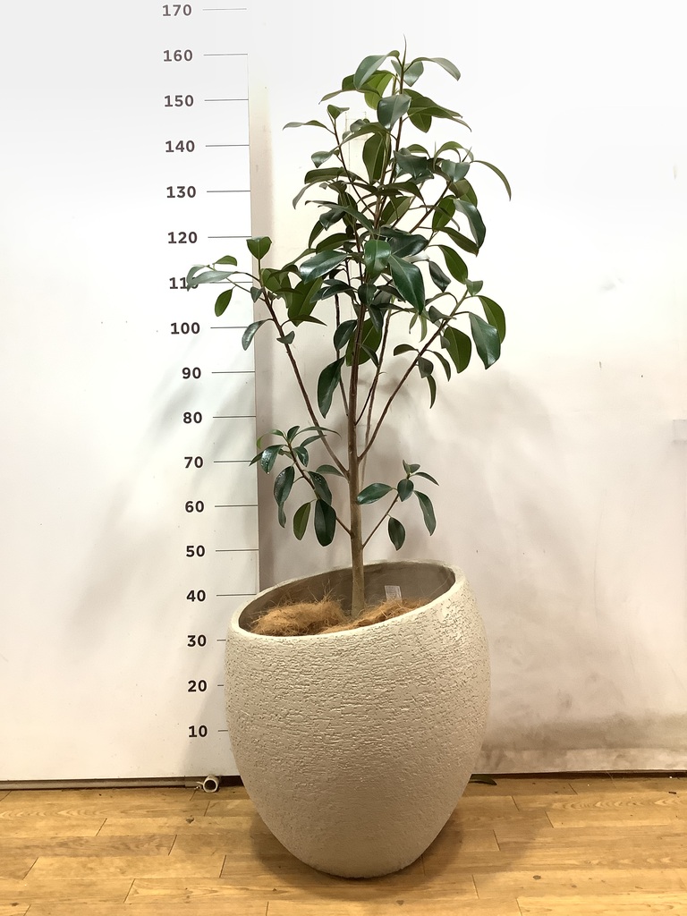 観葉植物 フランスゴムの木 10号 ノーマル ベータ キューブ