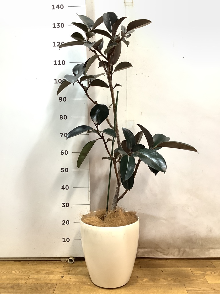 観葉植物 フィカス バーガンディ 8号 曲り アビスネブラ