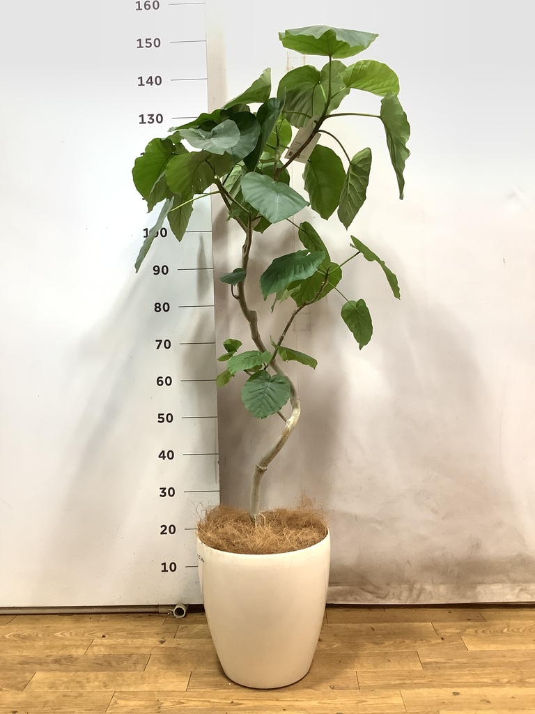 観葉植物 フィカス ウンベラータ 8号 曲り エステリ ブラック 付き