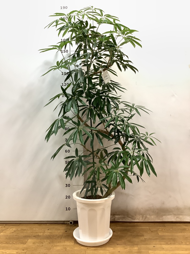 観葉植物 シェフレラ アンガスティフォリア 10号 曲り プラスチック鉢