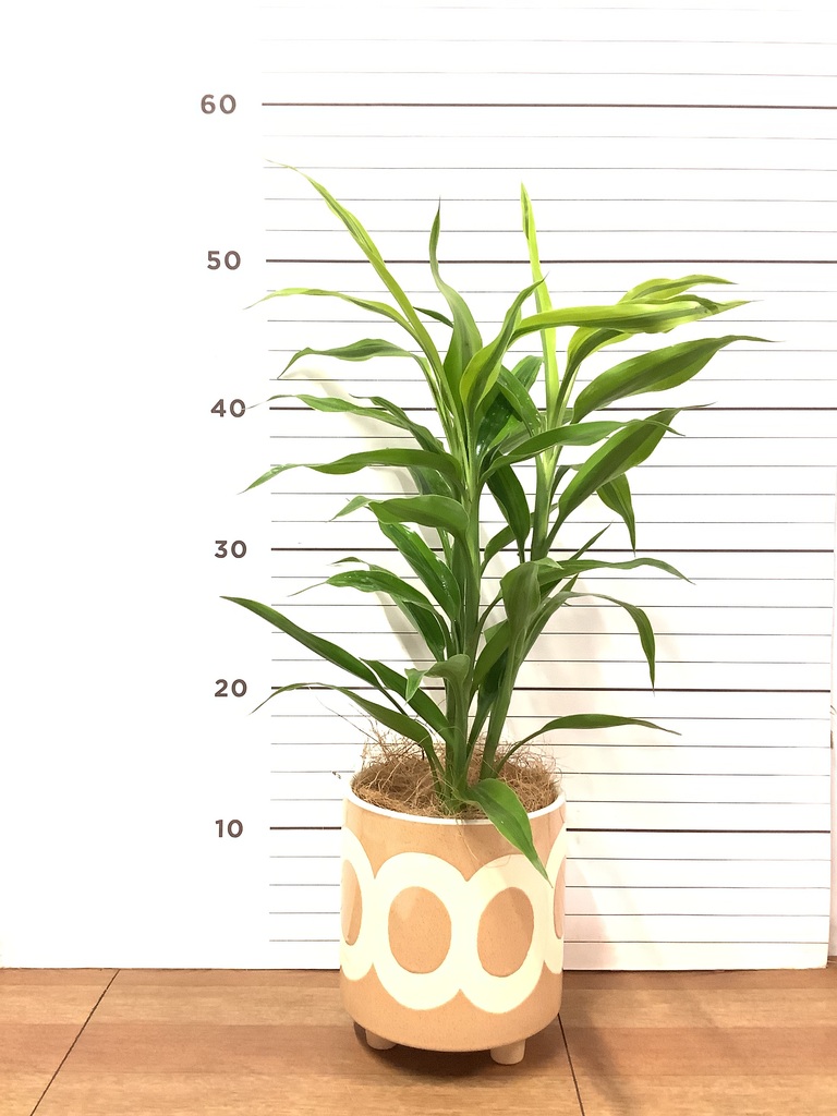 観葉植物 ドラセナ サンデリアーナ 4号 ゴールド ジュートポット