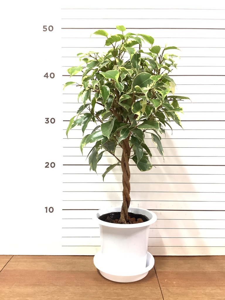 観葉植物 フィカス ベンジャミン 4号 プリンセス プラスチック鉢