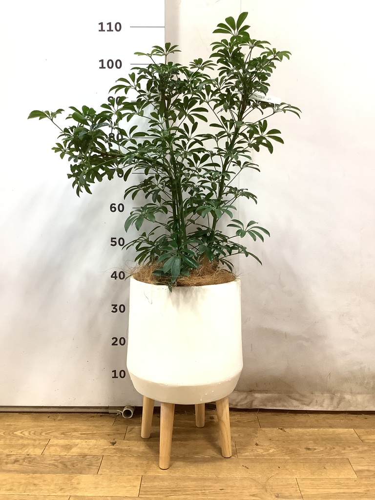 観葉植物 シェフレラ 6号 コンパクタ プラスチック鉢 | 観葉植物