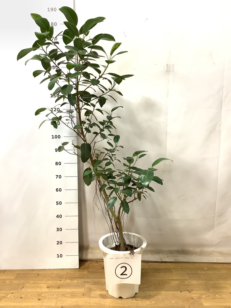 観葉植物ゴムの木 造花(SC触媒)】観葉植物 ゴムの木 ラバープラント 120cm‐サムライフラワー