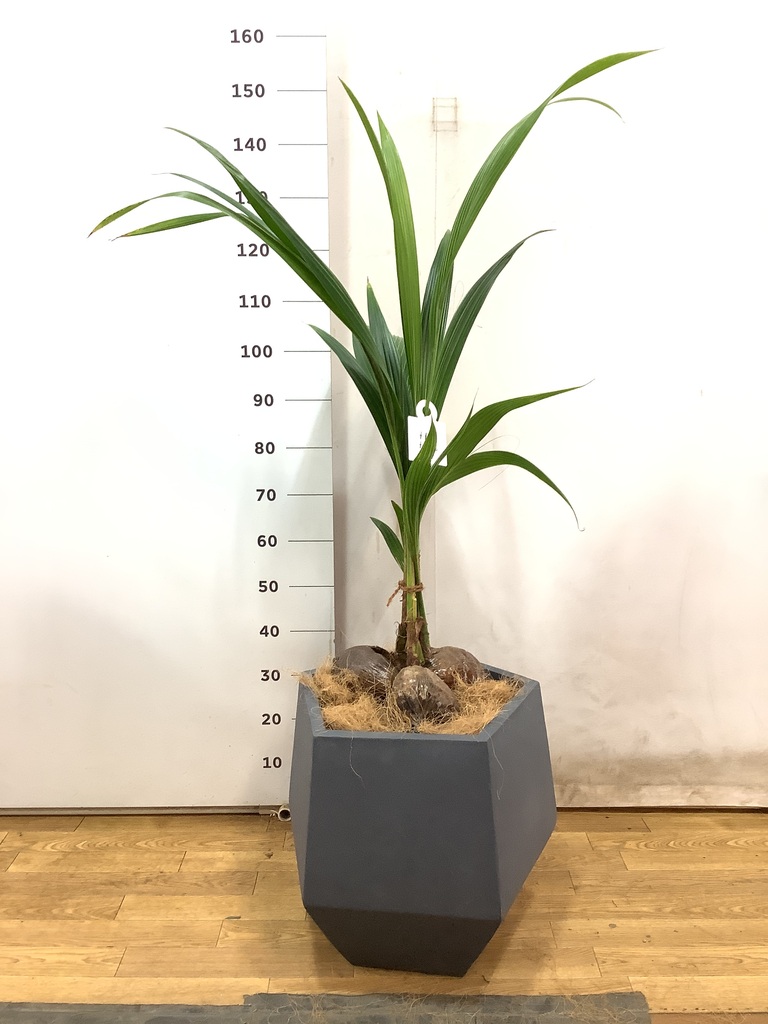 ココスヤシ 観葉植物 ココヤシ 10号 セドナロング 墨 付き | 観葉植物なら