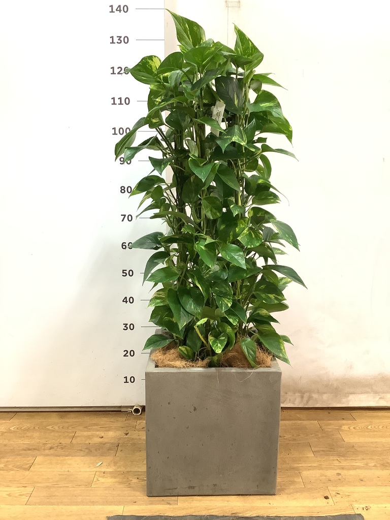 観葉植物 ポトス 8号 コンカー キューブ 灰 付き | 観葉植物なら
