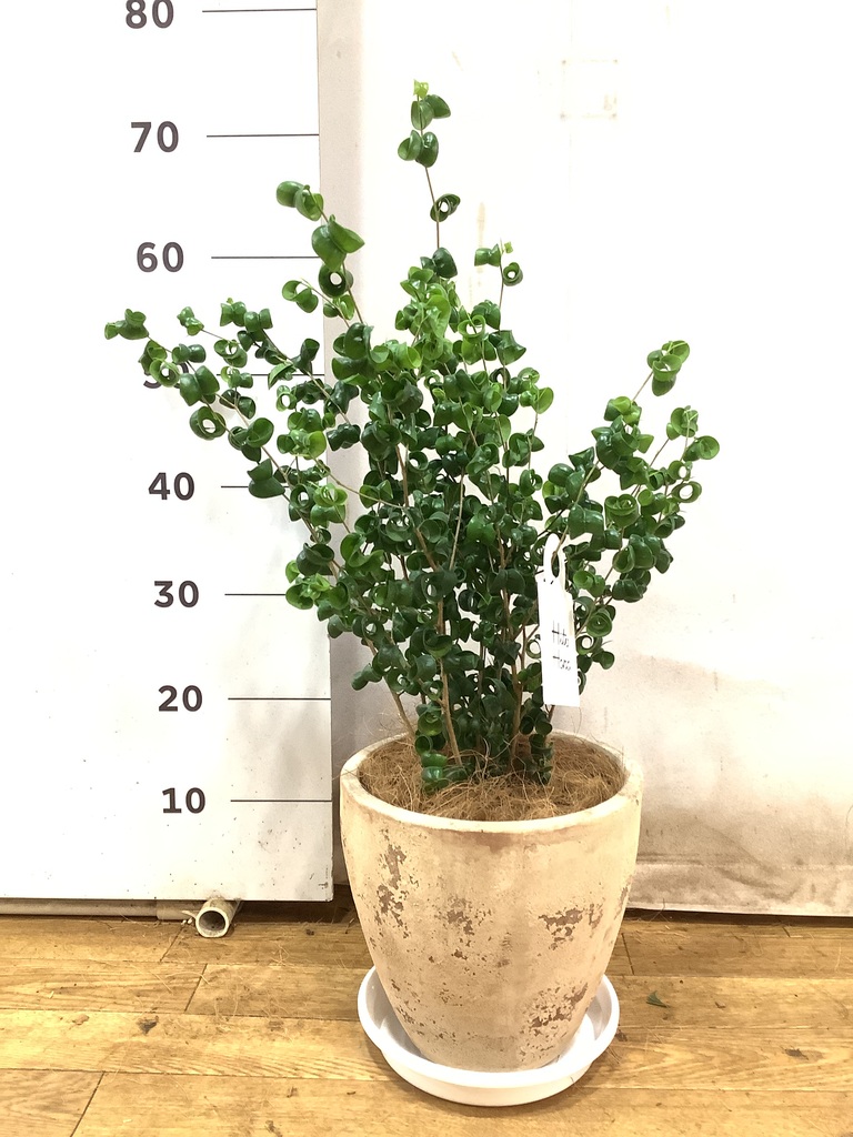 フィカス　ベンジャミン　バロック　卵形陶器鉢　植え込み発送 数量限定販売】観葉植物 フィカス ベンジャミン バロック 40cm