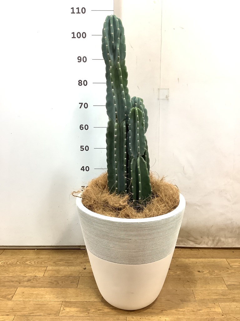 観葉植物 柱サボテン 8号 ジュピター 白 付き | 観葉植物なら