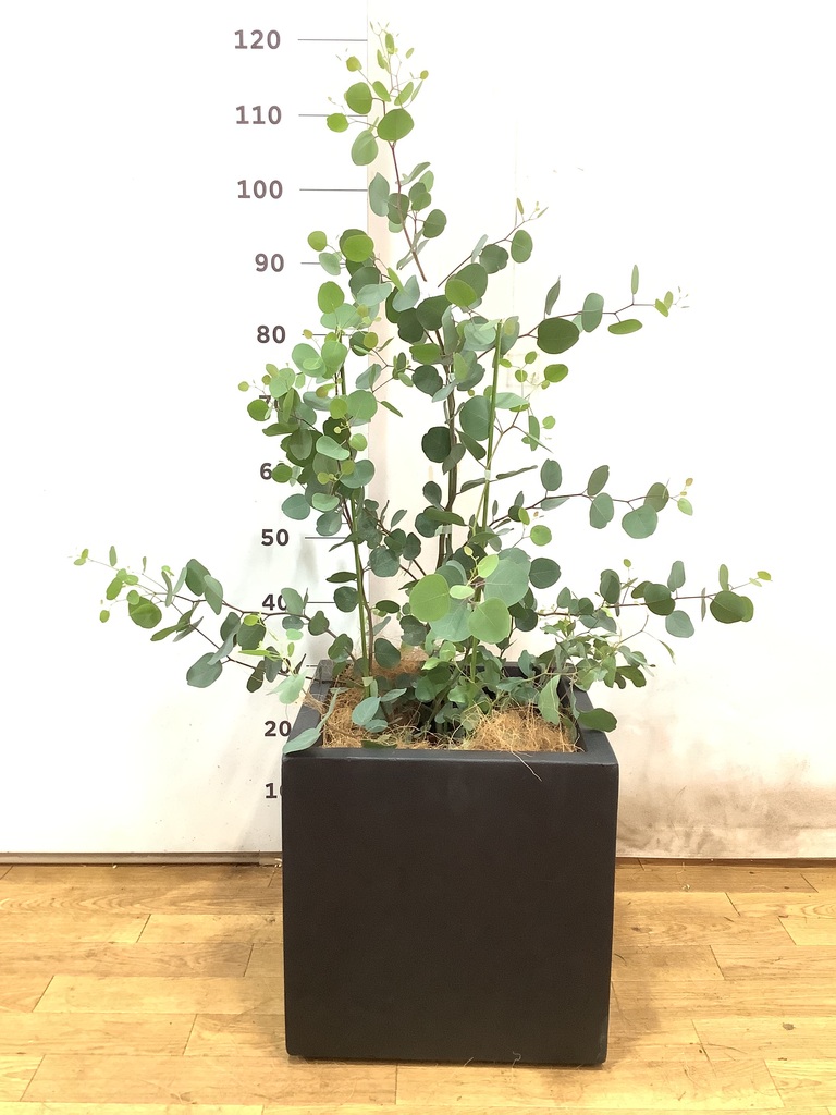 観葉植物 ユーカリ 8号 ポポラス（ポリアンセモス） ベータ