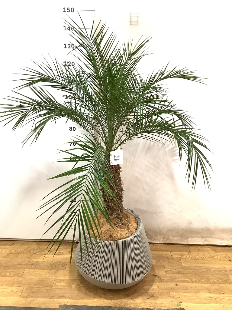 観葉植物 フェニックスロベレニー 8号 エディラウンド グレイ 付き