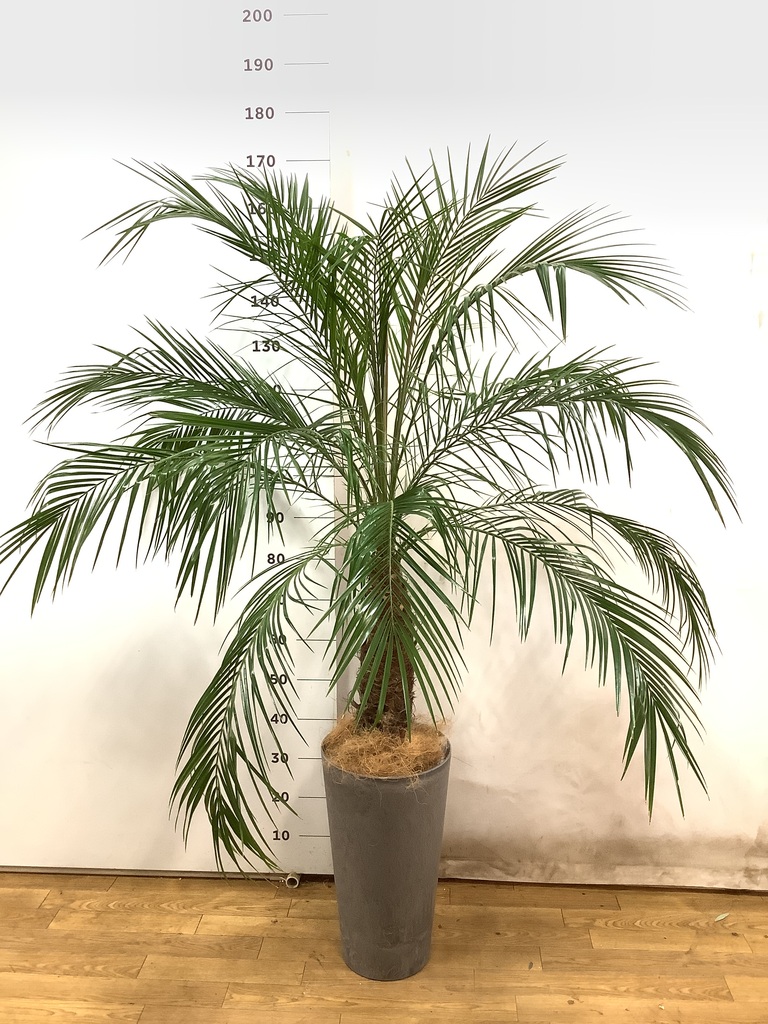 フェニックスロベレニー 8号 | 観葉植物 | インテリアやギフトに