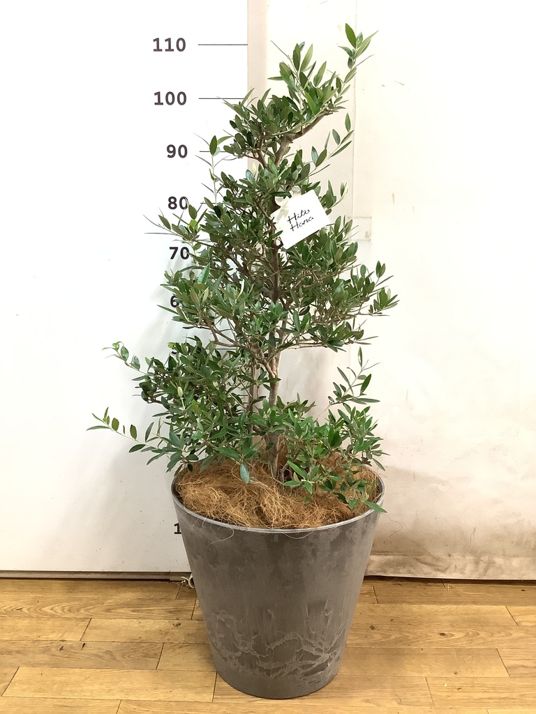 観葉植物 オリーブの木 8号 コロネイキ インティ シリンダー 付き