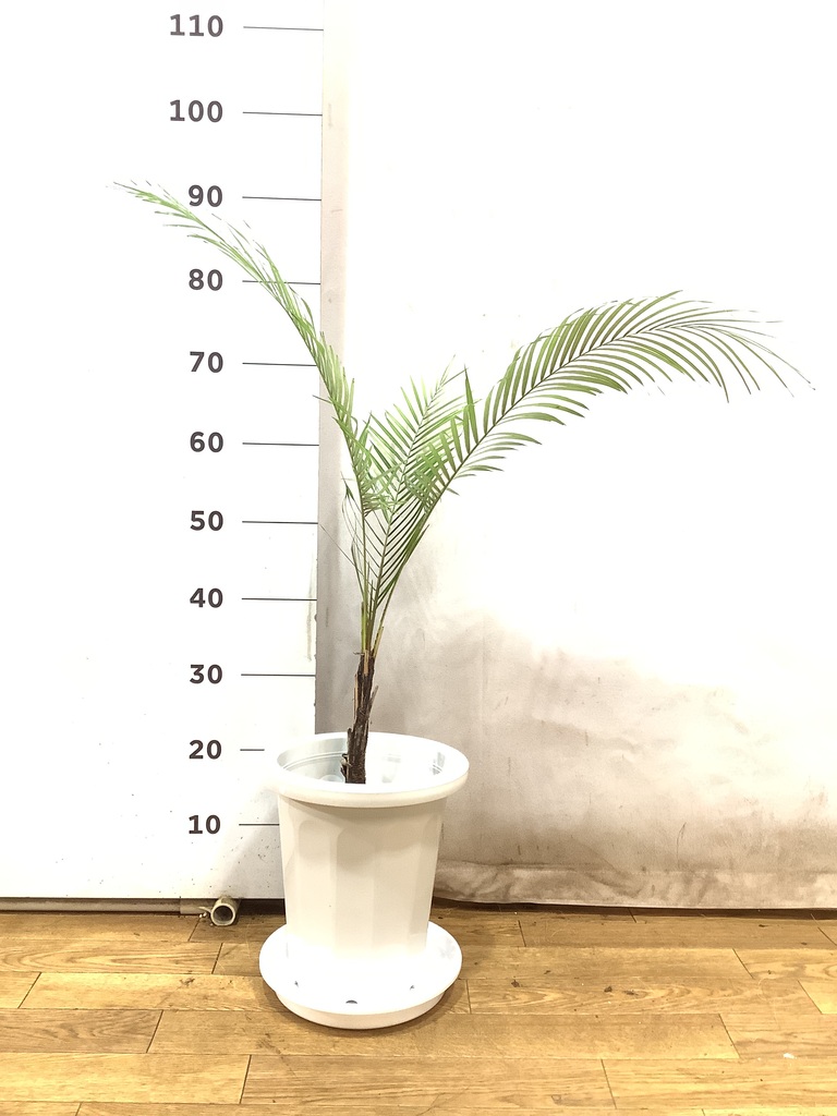 ヒメココス | 観葉植物 | インテリアやギフトに - Hitohana（ひとはな）