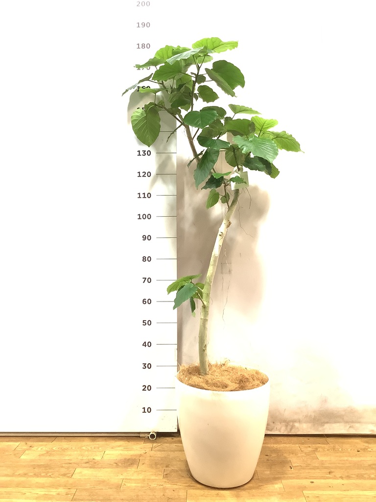 ミ*ト様 ウンベラータ　曲がり　観葉植物　約110センチ　2 ミ*ト様 ウンベラータ 曲がり 観葉植物 約110センチ 2 Amazon