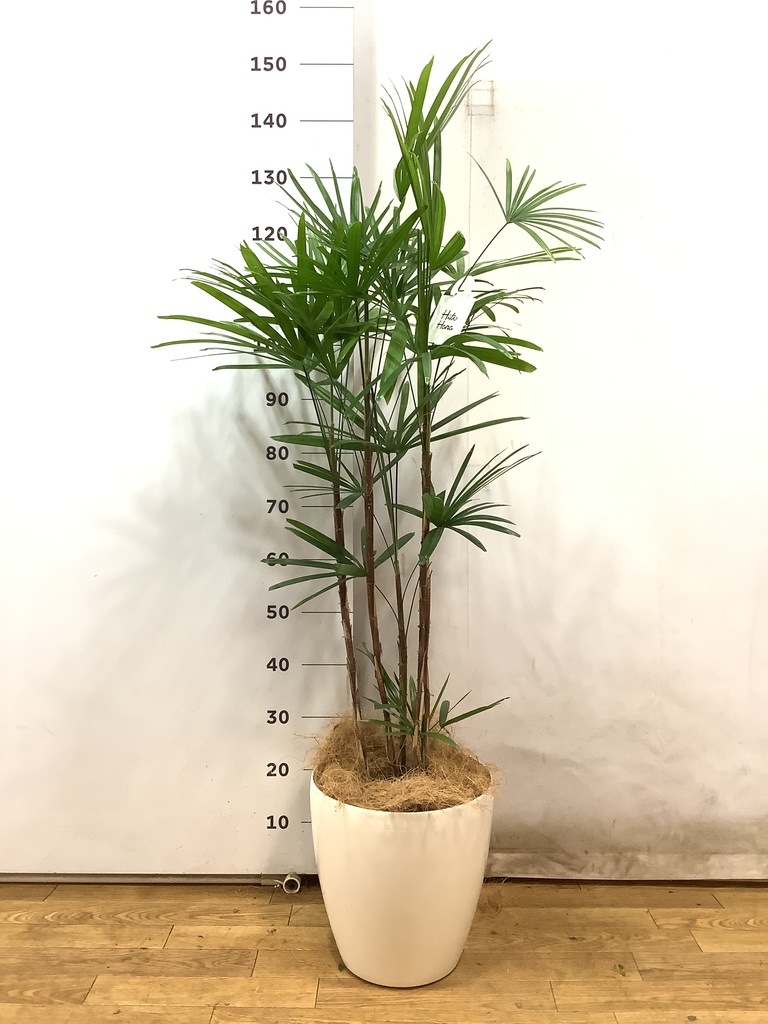 観葉植物 シュロチク（棕櫚竹） 8号 ベータ キューブプランター