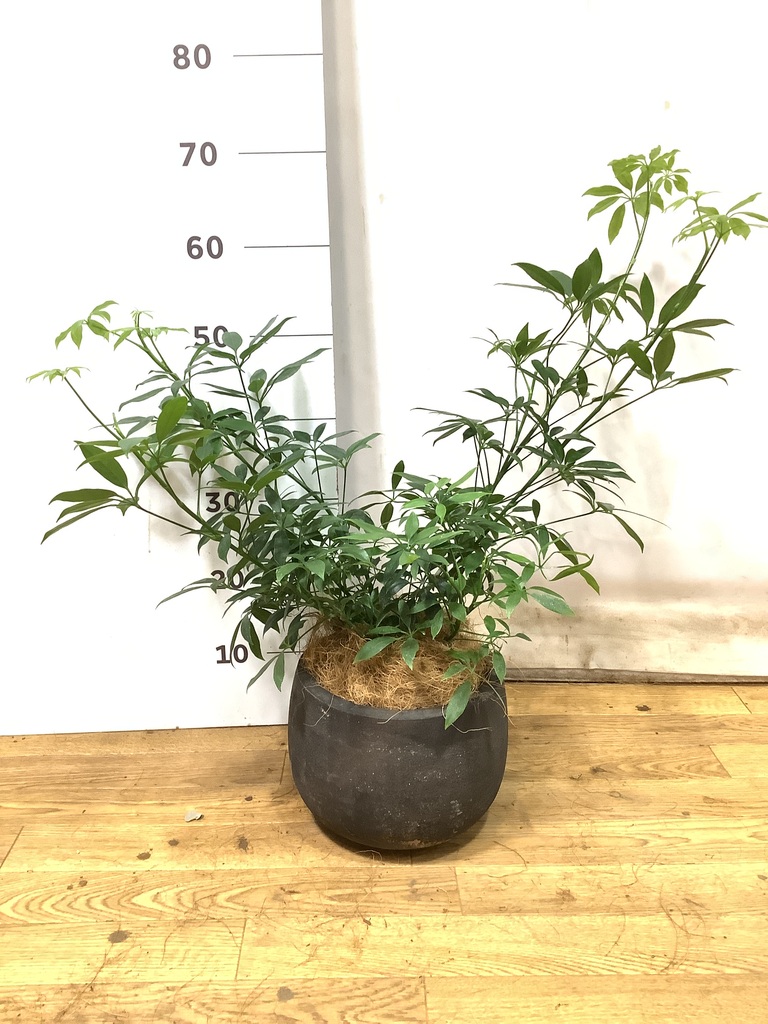 観葉植物 シェフレラ コンパクタ 5号 Sheer Pot (シアーポット) 付き