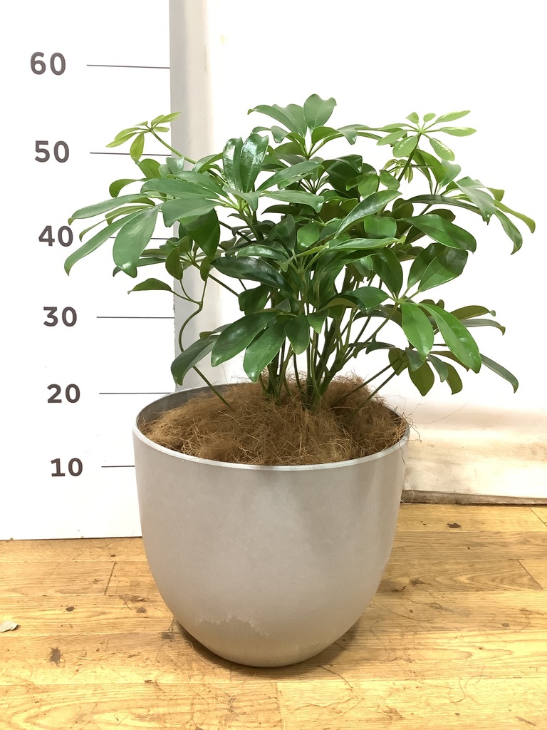 観葉植物 カポック（シェフレラ） 5号 ノーマル シリンダー