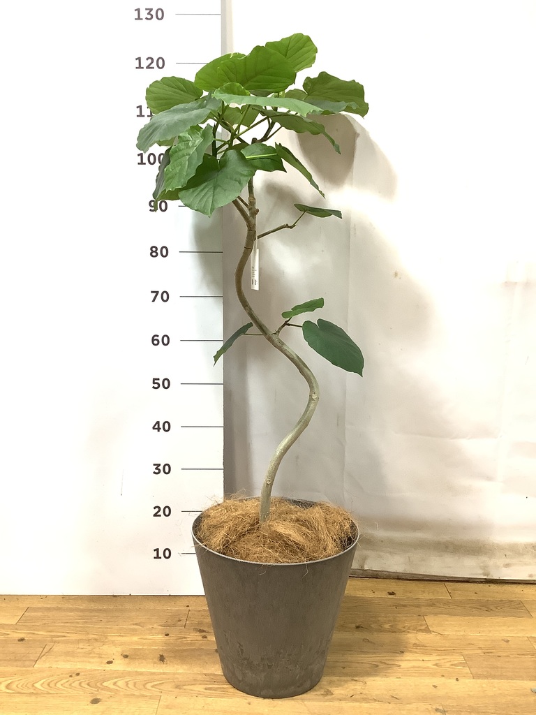 観葉植物 フィカス ウンベラータ 7号 曲り 竹バスケット 付き