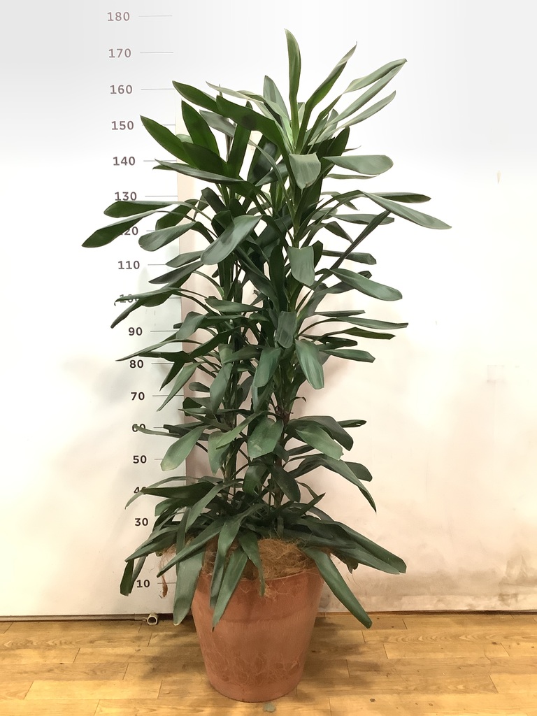 PEKO様専用⚠】深緑で艶ある葉っぱが魅力♪ドラセナグローカル鉢植え10