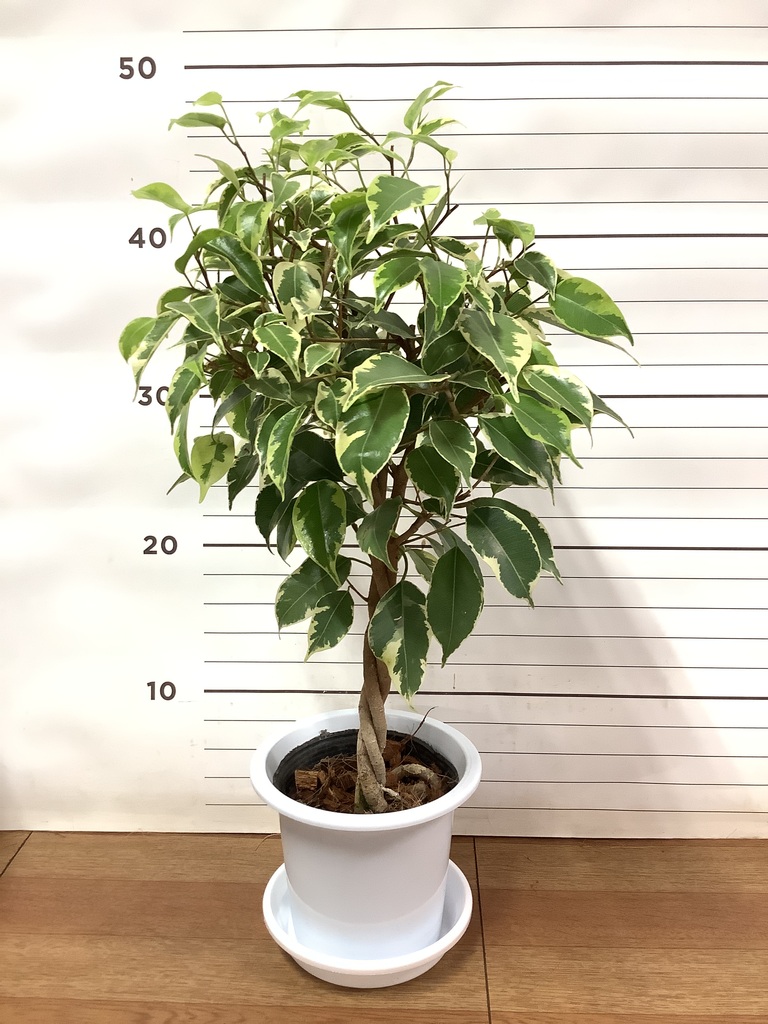 観葉植物 フィカス ベンジャミン 4号 プリンセス プラスチック鉢