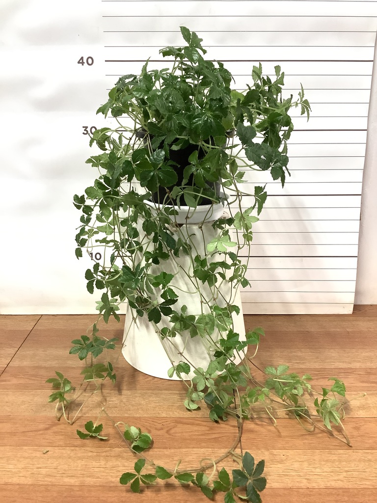 地専用植物 Pickup 全ての商品 – 植物家族