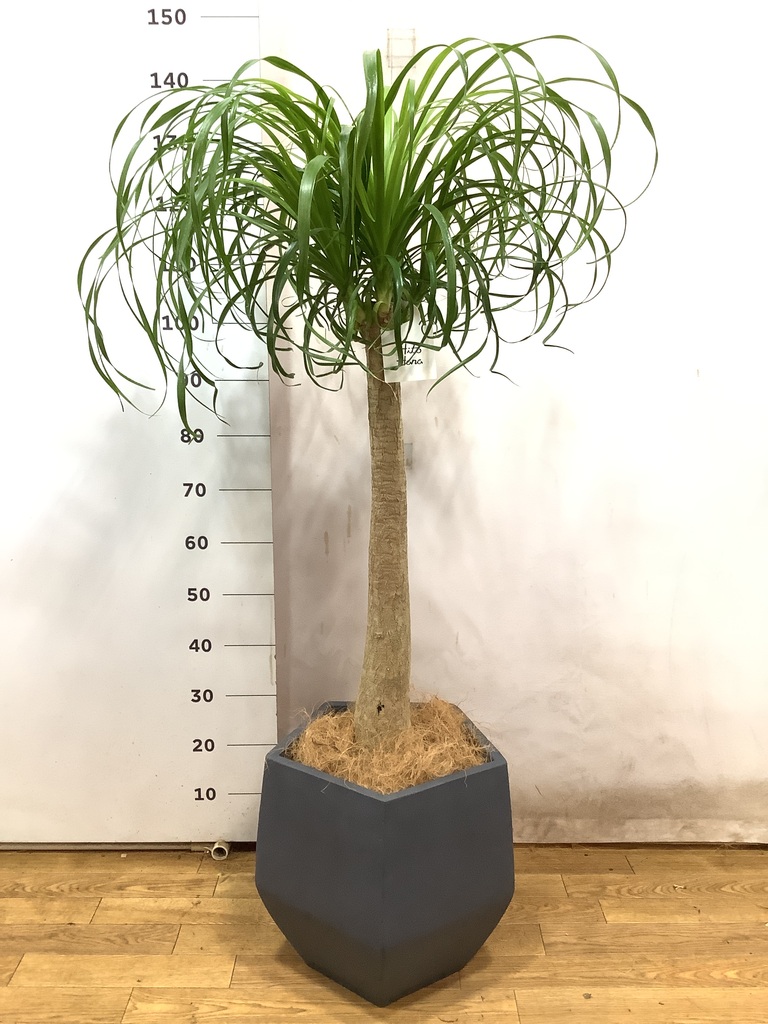 観葉植物 トックリラン ポニーテール 8号 リブラ モノ ブラウン 付き