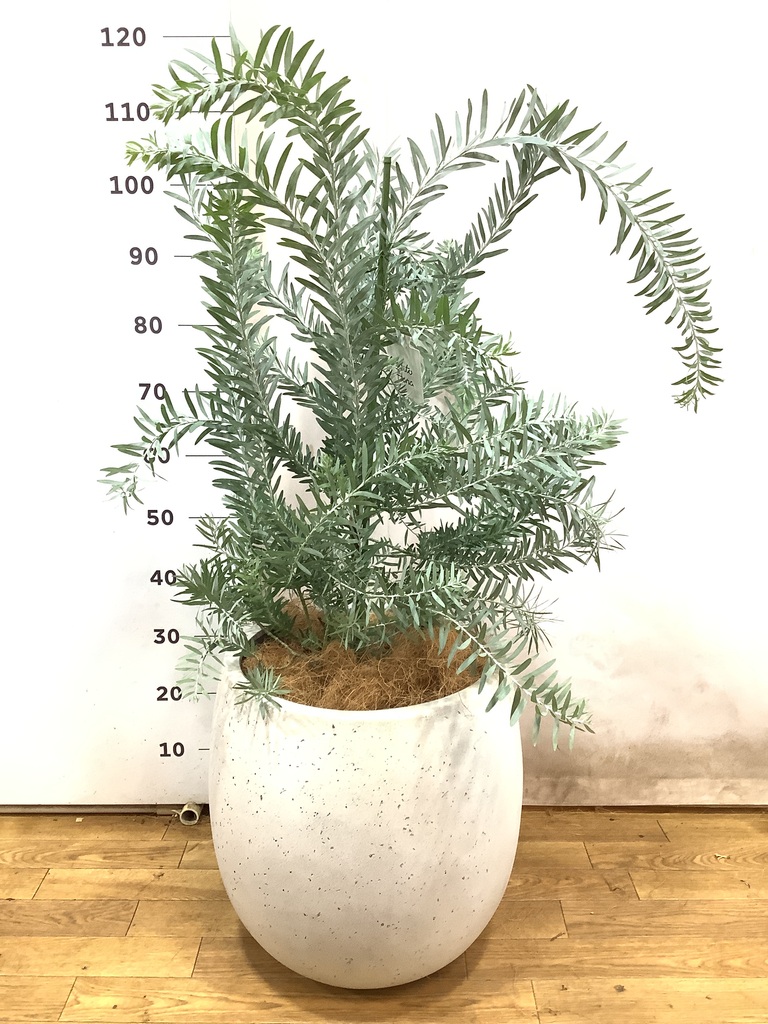 観葉植物 アカシア ブルーブッシュ 8号 バスク ミドル ホワイト