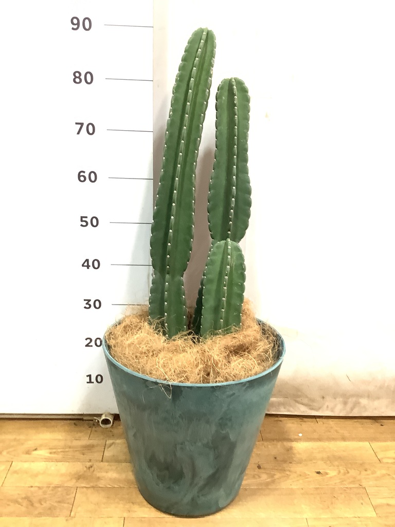 観葉植物 柱サボテン 8号 アートストーン ラウンド AZURE 付き | 観葉