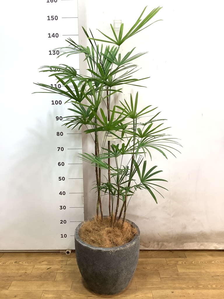 flowerシュロチク　棕櫚竹　8号鉢　27 観葉植物 観葉植物 シュロチク（棕櫚竹） 8号 ベータ キューブプランター