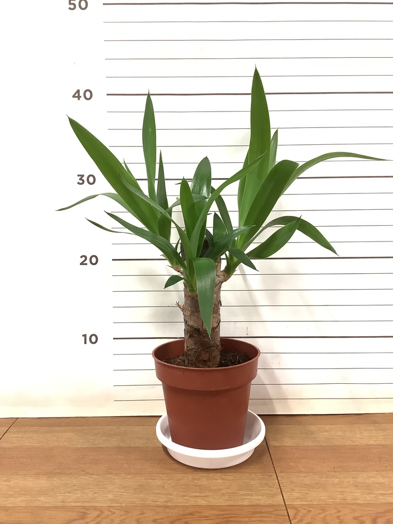 観葉植物 ユッカ 4号 ノーマル プラスチック鉢 | 観葉植物なら