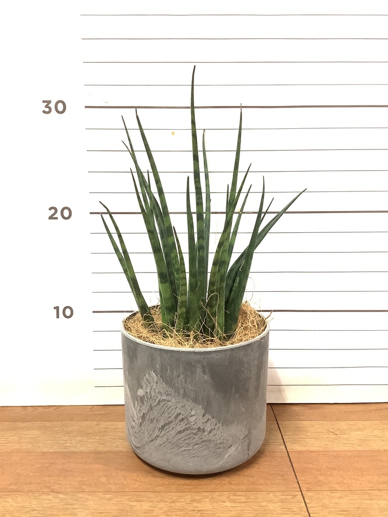 観葉植物 サンスベリア 3号 ミカド アートストーン シリンダー グレー