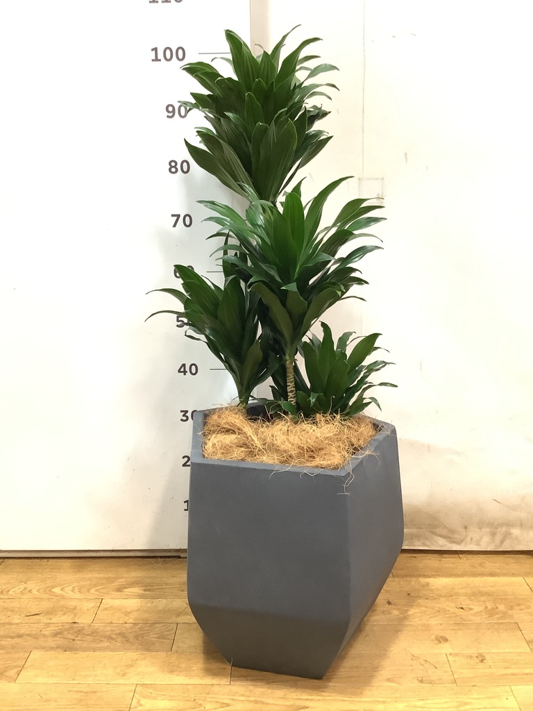 観葉植物 ドラセナ コンパクター 8号 コーテス ヘックス 灰 付き