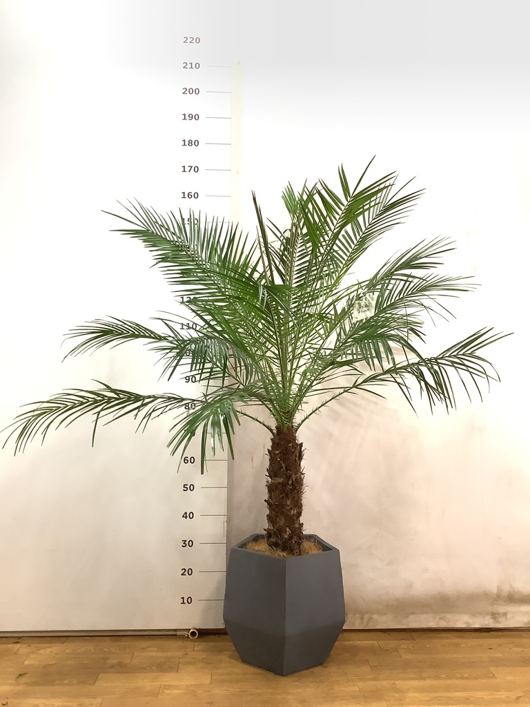 【現品】フェニックス・ロベリニー　8号サイズ　R4番 現品】フェニックス・ロベリニー 8号サイズ R4番 - メルカリ